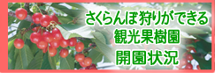 さくらんぼ狩りができる観光果樹園開園状況